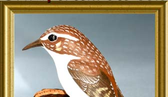 grimpereau des bois - Certhia familiaris